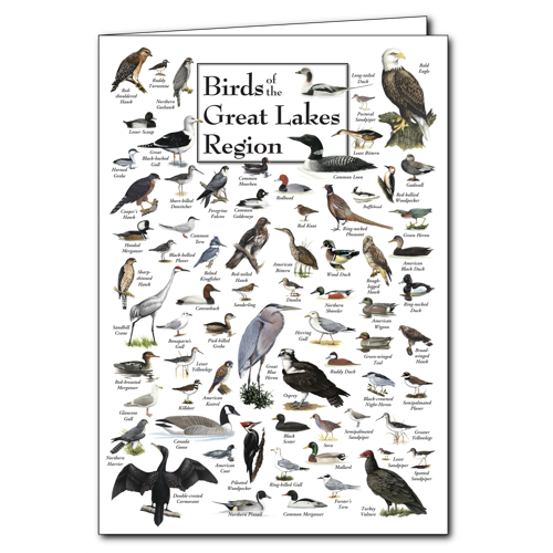 Birds of Great Lakes Greeting Cards Set of 6